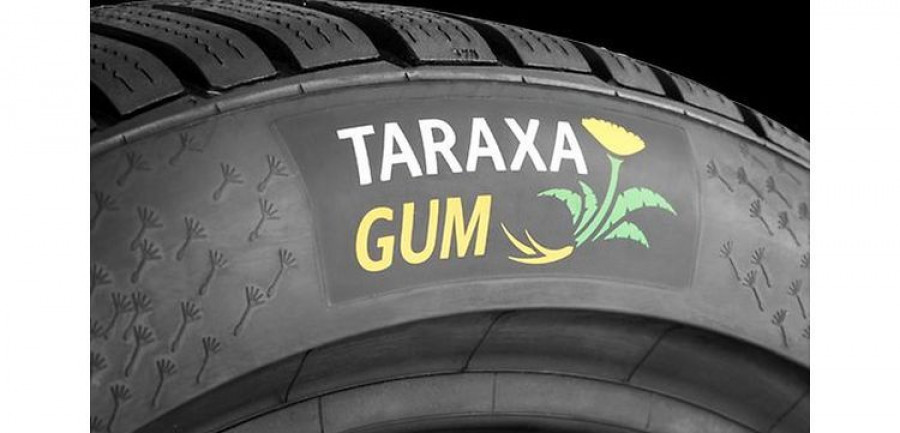 TaraxaGum continental diente de leon