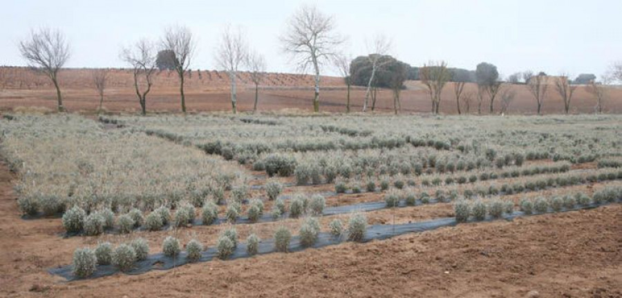 Plantacion_Guayule_Santa_Cruz_Zarza