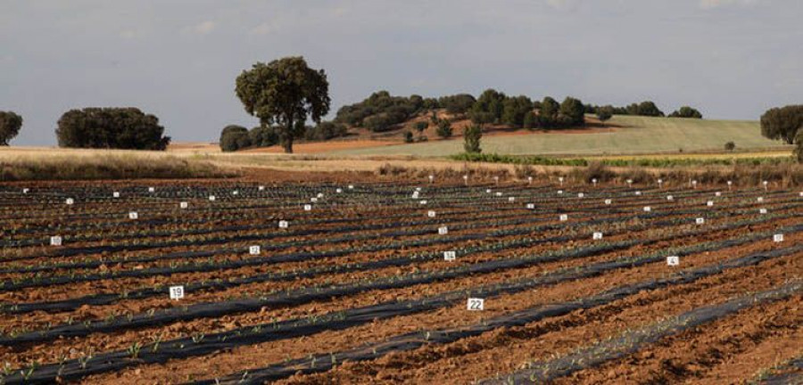 Campo_Guayule_Toledo