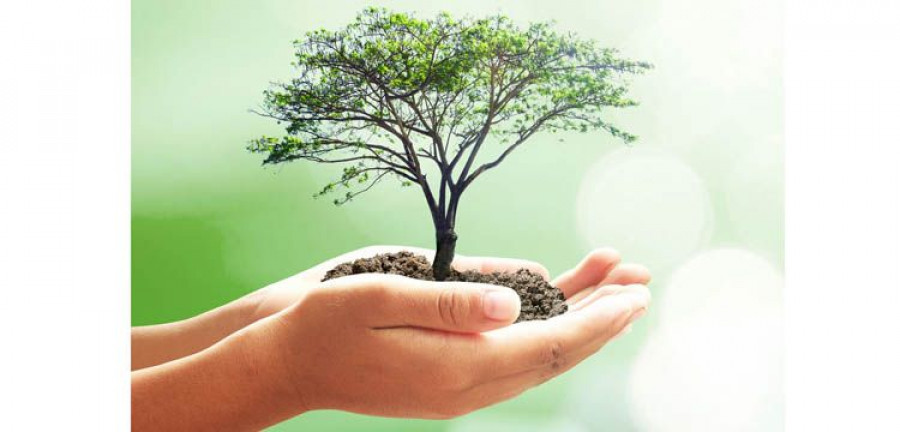 ECOLOGICAL_REFORESTA