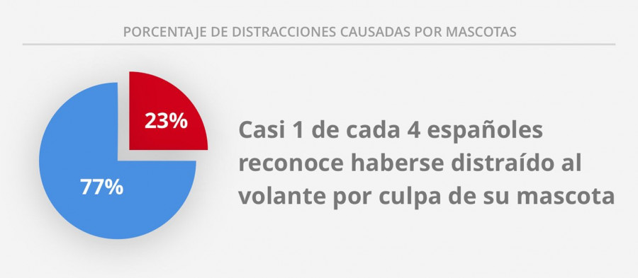 distracciones-mascotas_acierto.com