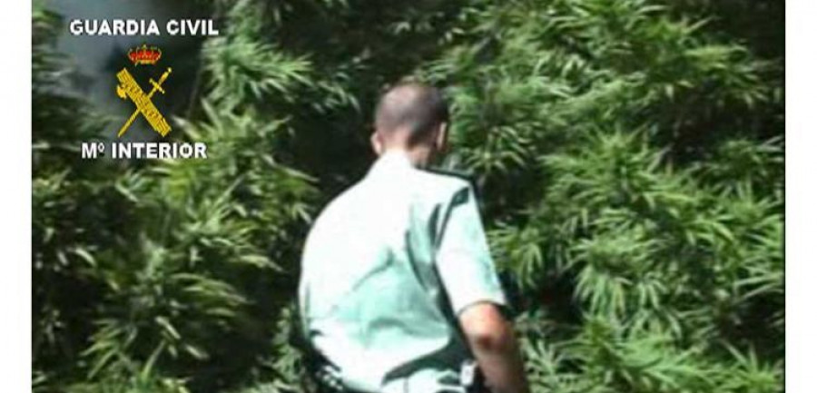marihuana
