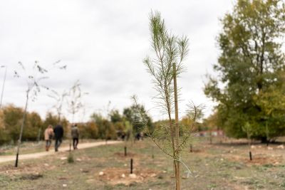 Bosque sigaus alcala henares arboles