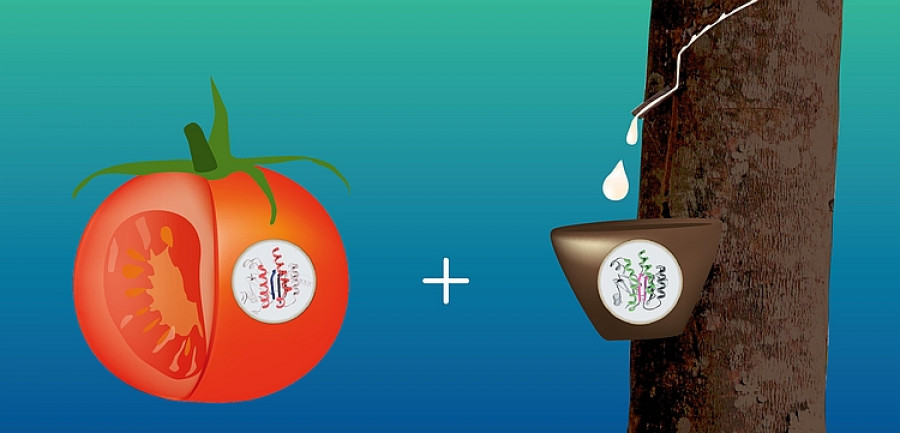Tomatenenzym quer