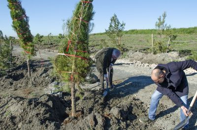 Bosque Continental 3